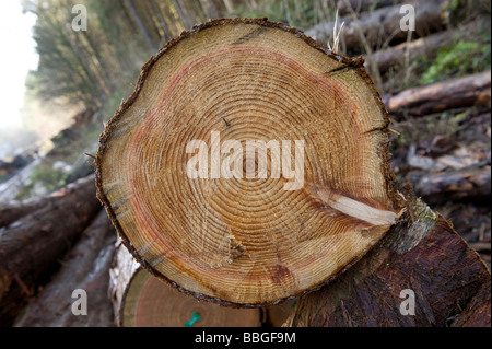 Tree rings on cut logs Stock Photo