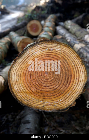 Tree rings on cut logs Stock Photo