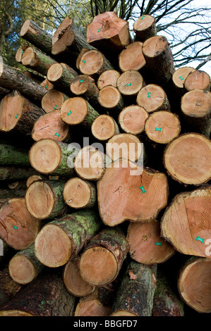 Tree rings on cut logs Stock Photo