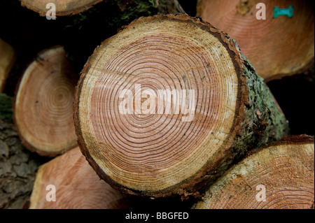 Tree rings on cut logs Stock Photo