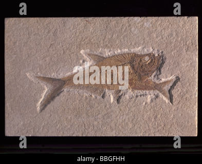 Fossil fish (Diplomystus humilis), from Eocene period, Wyoming, USA., North America. Length 160mm. Stock Photo