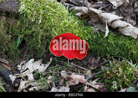SCARLET ELF CUP sarcoscypha coccinea GROWING ON MOSS COVERED DEAD BRANCH Stock Photo