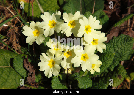 PRIMROSE Primula vulgaris CLOSE UP OF FLOWER Stock Photo