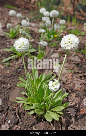 DRUMSTICK PRIMULA Primula denticulata var alba PLANT IN FLOWER Stock Photo