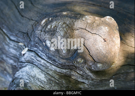 Ant and details of the bark of an fallen oak tree, Sweden Stock Photo