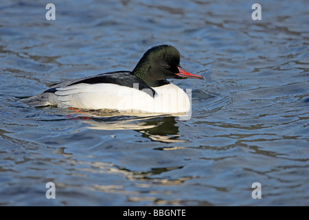 GOOSANDER Mergus merganser male swimming on lake in Snowdonia North Wales UK February Goosander Stock Photo