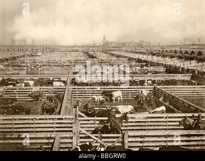 Cattle pens at the Union Stockyards Chicago 1890s. Albertype (photograph) Stock Photo