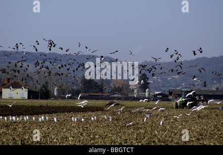 France;Farming;Gascony Region;Cattle Egrets with Lapwings follow a tractor ploughing a field. Stock Photo