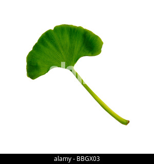Gingko Biloba or Maidenhair tree leaf Stock Photo