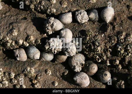 Common Periwinkle Littorina littorea On Rocks At Hilbre Island, The Wirral, Merseyside, UK Stock Photo