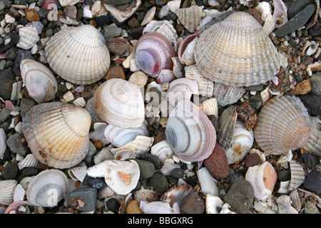 Common Cockle Cerastoderma edule And Baltic Tellin Macoma balthica Shells On the Beach At Wirral Country Park, Merseyside, UK Stock Photo