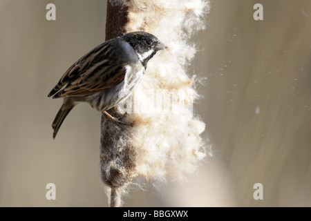 Rainham Marshes Essex 13 02 2009 Credit Garry Bowden Stock Photo