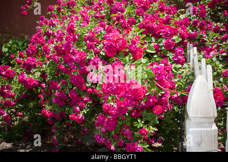 A Trailing rose in full bloom and a white picket fence Stock Photo