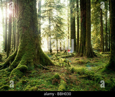 Two hikers explore the beautiful Hoh Rain Forest in The Olympic National Park in Washington State's western most region. Stock Photo