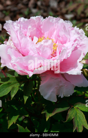 lavish and beautiful ,double,peony,paeony blossom in full bloom Stock Photo