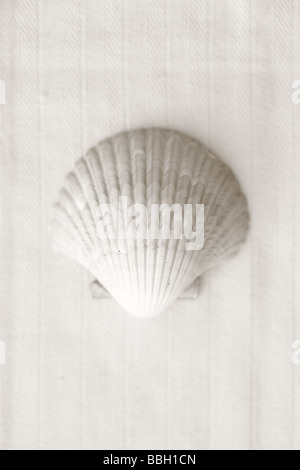 Shell Linen Backdrop Black and White image of shell on linen background Stock Photo - Alamy