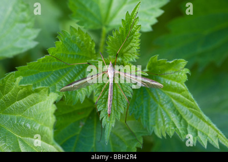Crane-fly Tipula oleracea adult at rest on vegetation Stock Photo