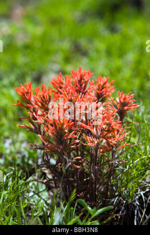 Indian Paintbrush wildflower Castilleja at the Rock Point View overlook Black Canyon of the Gunnison National Park Colorado USA Stock Photo