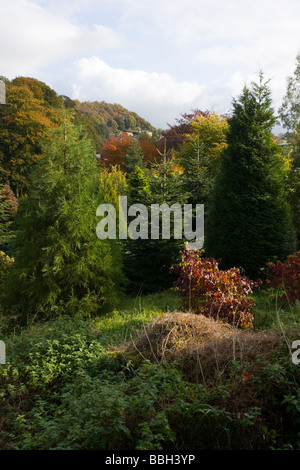 Autumn colour in mixed woodland at Birchover in the Peak District in Derbyshire Stock Photo