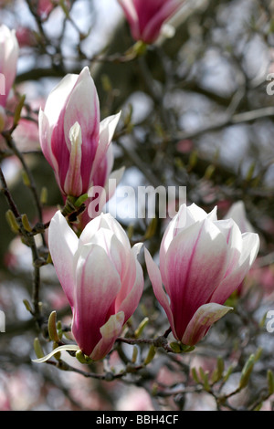 Magnolia Liliiflora blooms during spring in Boise Idaho Stock Photo