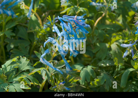 Corydalis flexuosa 'Blue China', Papaveraceae Stock Photo