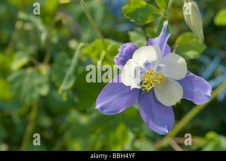 Aquilegia caerulea 'Heterosis Musik Blue White', Ranuncolaceae