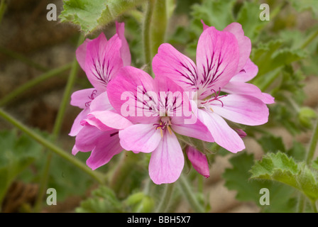 Pelargonium, capitatum, (wild, geranium, Rose, scented, geranium), Geraniaceae Stock Photo