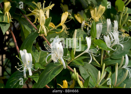 Japanese Honeysuckle Lonicera japonica, Caprifoliaceae Stock Photo