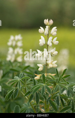 White lupins Lupinus albus, Fabaceae, Insugherata Park, Rome, Italy Stock Photo