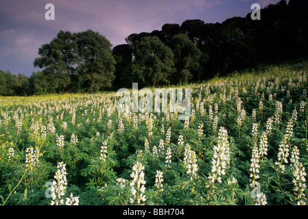 White lupins Lupinus albus, Fabaceae, Insugherata Park, Rome, Italy Stock Photo