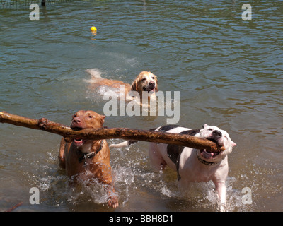 Two Pit Bulls carry a branch out of the water at Dog Beach Stock Photo