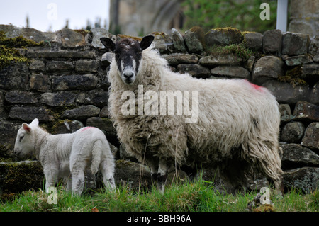 Lambs and sheep in the Yorkshire Dales Stock Photo