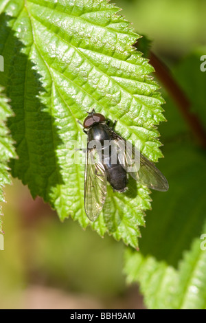 Hoverfly Cheilosa species at rest on a leaf Stock Photo