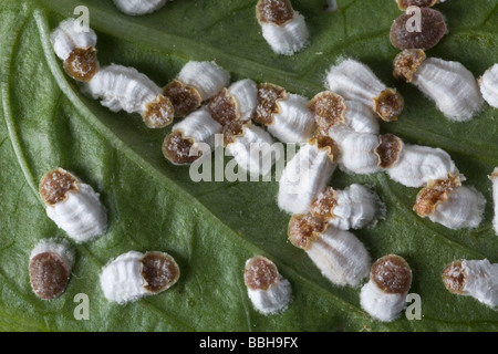 A colony of female Hydrangea scales (Pulvinaria hydrangeae). Colonie de cochenilles pulvinaires (Pulvinaria hydrangeae) femelles Stock Photo