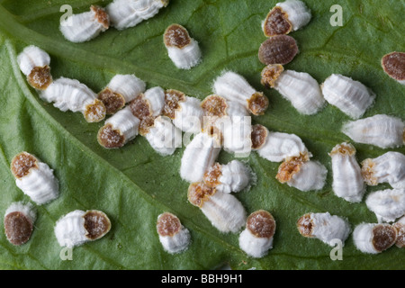 A colony of female Hydrangea scales (Pulvinaria hydrangeae). Colonie de cochenilles pulvinaires (Pulvinaria hydrangeae) femelles Stock Photo