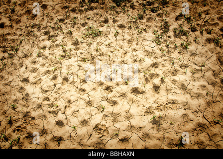 Young plants making their way through dry cracked earth Stock Photo