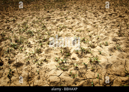 Young plants making their way through dry cracked earth Stock Photo