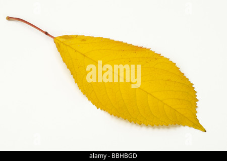 Gean, Mazzard, Wild Cherry, Sweet Cherry (Prunus avium), autumn leaf, studio picture Stock Photo
