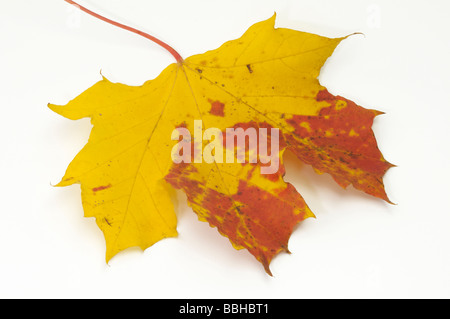 Norway Maple (Acer platanoides), autumn leaf, studio picture Stock Photo