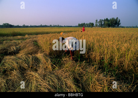 India, West Bengal, Sunderbans, rice harvest Stock Photo