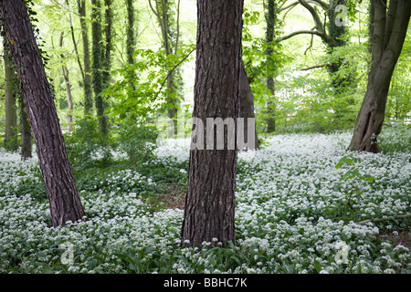 Spring carpet of wild garlic in woodland Stock Photo