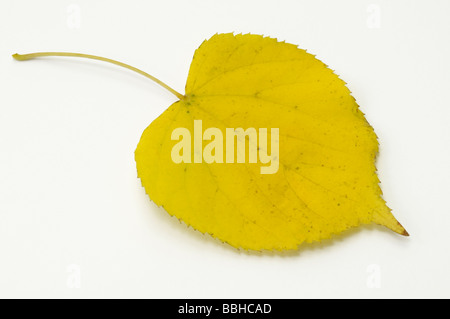 Lime (Tilia sp.), autumn leaf, studio picture Stock Photo