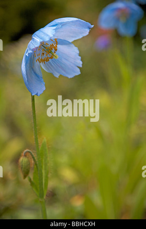 Meconopsis Himalayan blue poppy Stock Photo