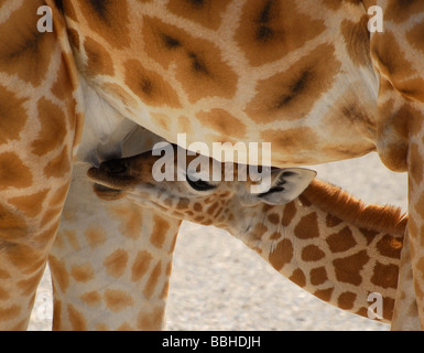 Baby giraffe (Giraffa camelopardalis) drinking milk from the mother Stock Photo