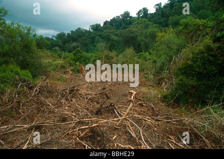 The trail left through the forest after illegal clearing of indigenous yellowwood forest The community living adjacent the the Stock Photo