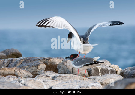 Swallow tailed Gull (Larus furcatus) mating South Plaza Galapagos Islands Ecuador South America Pacific Ocean May Stock Photo