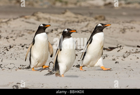 Gentoo Penguins Pygoscelis papua entering sea on Sea Lion Island Falklands Stock Photo