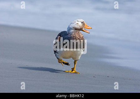 Falkland Flightless Steamer Duck Tachyeres brachypterus male Sea Lion Island Falklands November Stock Photo