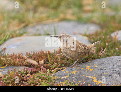 Cobb s Wren Troglodytes cobbi Sea Lion Island Falklands November Stock Photo