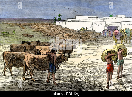 Ancient Egyptian Cattle Stock Photo - Alamy